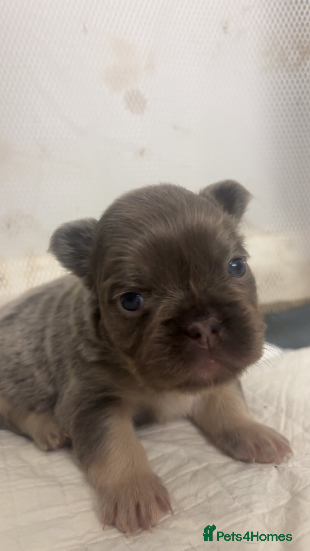 French Bulldog dogs for sale: Beautiful fluffy/carrier French's   - Advert 3