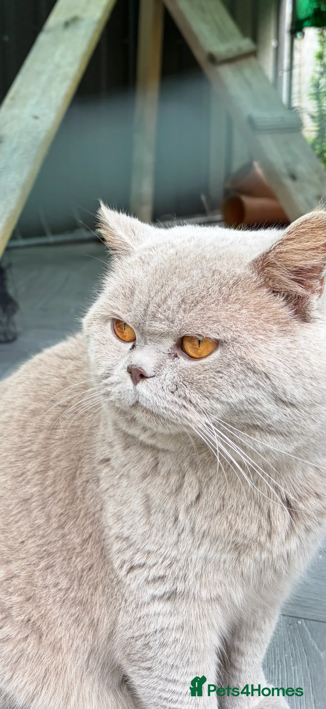 British Shorthair cats for stud: Thorn Stud duties only just 2 years old - Advert 1
