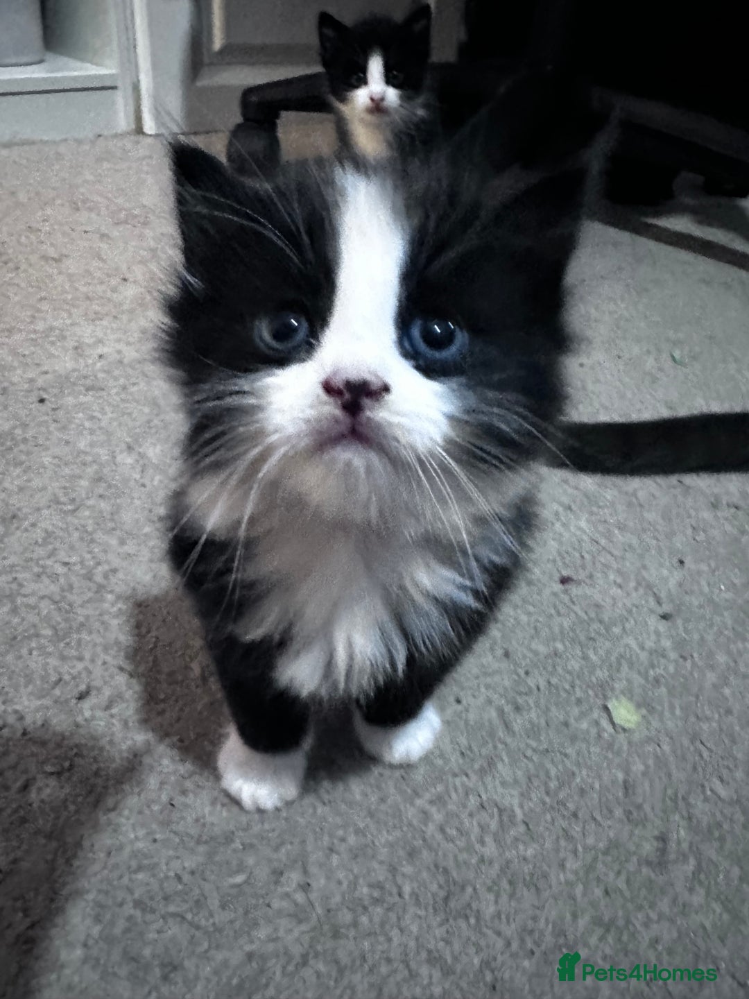 Mixed Breed cats for sale: 3 kittens the perfect  **   ** !  - Advert 2