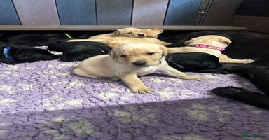 Labrador Retriever dogs - Advert 3