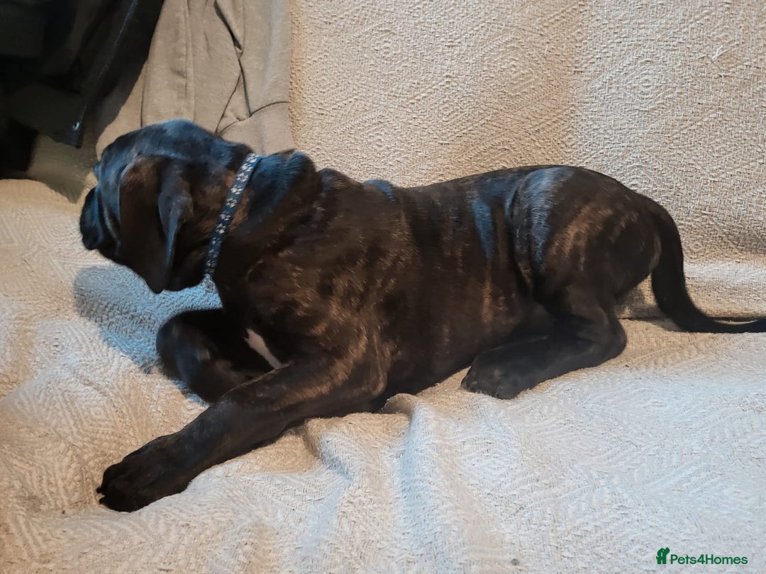 Cane Corso dogs for sale: Cane Corso - Advert 17