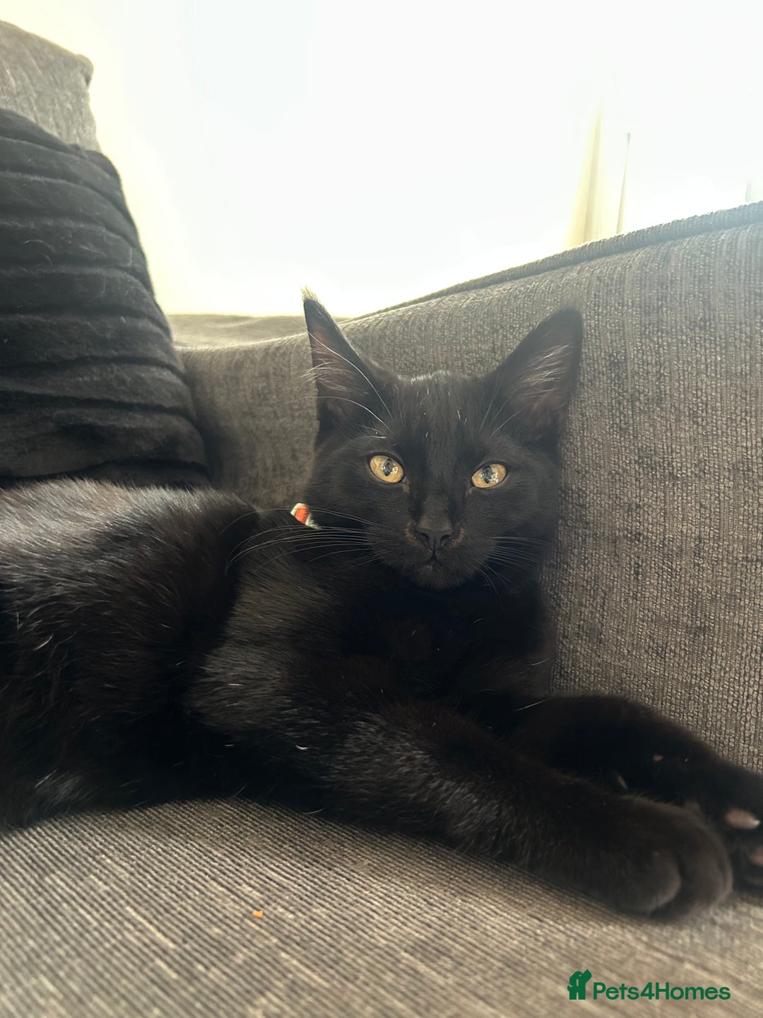 Bombay cats for sale: loki- 7 month old bombay  - Advert 7