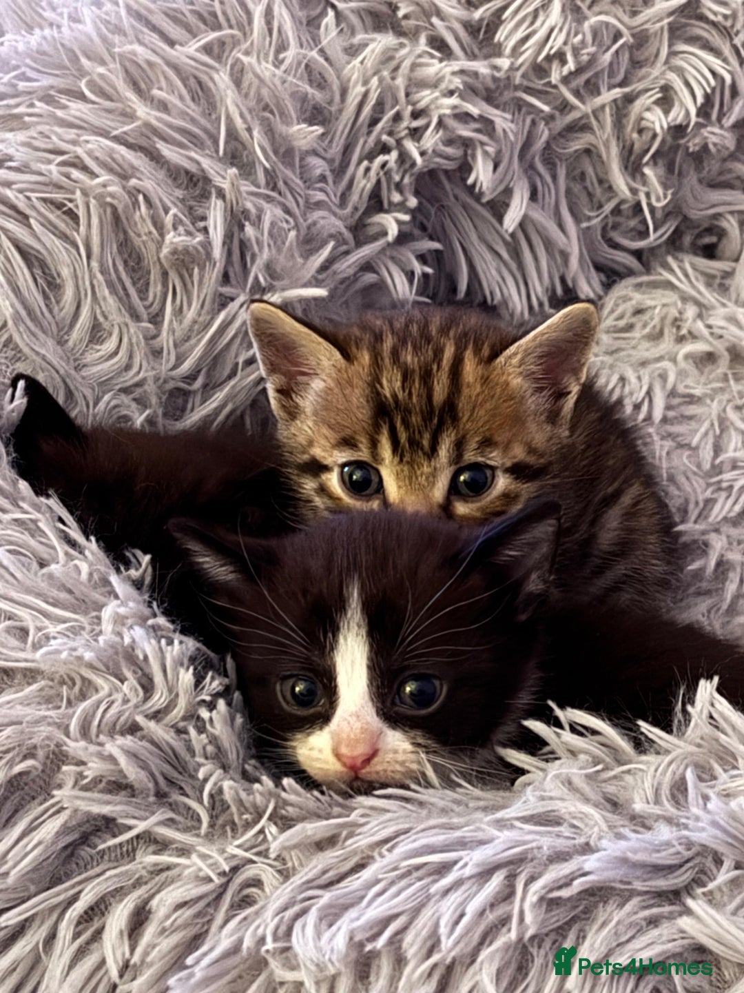 Mixed Breed cats for sale: 4 beautiful kittens, Bengal & British shorthair - Image 10