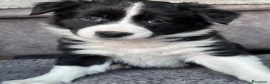 Border Collie Puppy 1