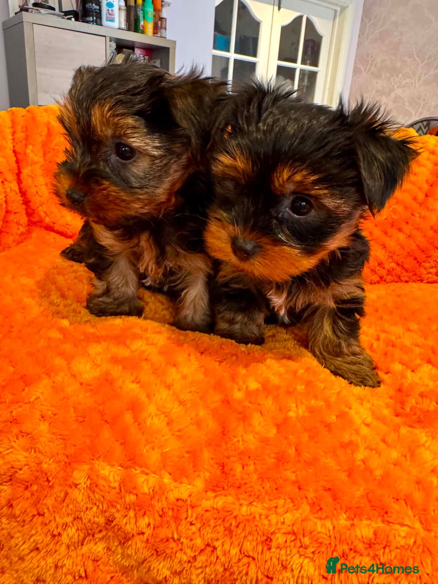 Yorkshire Terrier dogs Yorkshire terrier puppies  - Advert 4