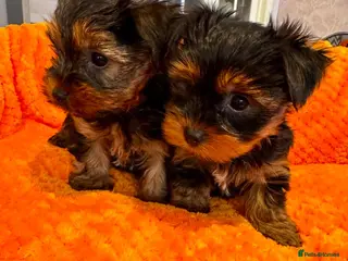 Yorkshire Terrier dogs Yorkshire terrier puppies - Advert 17