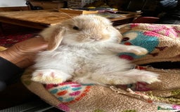 Mini Lop rabbits for sale: Mini lop baby bunnies, show parents - Image 2