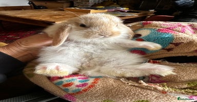 Mini Lop rabbits - Advert 9