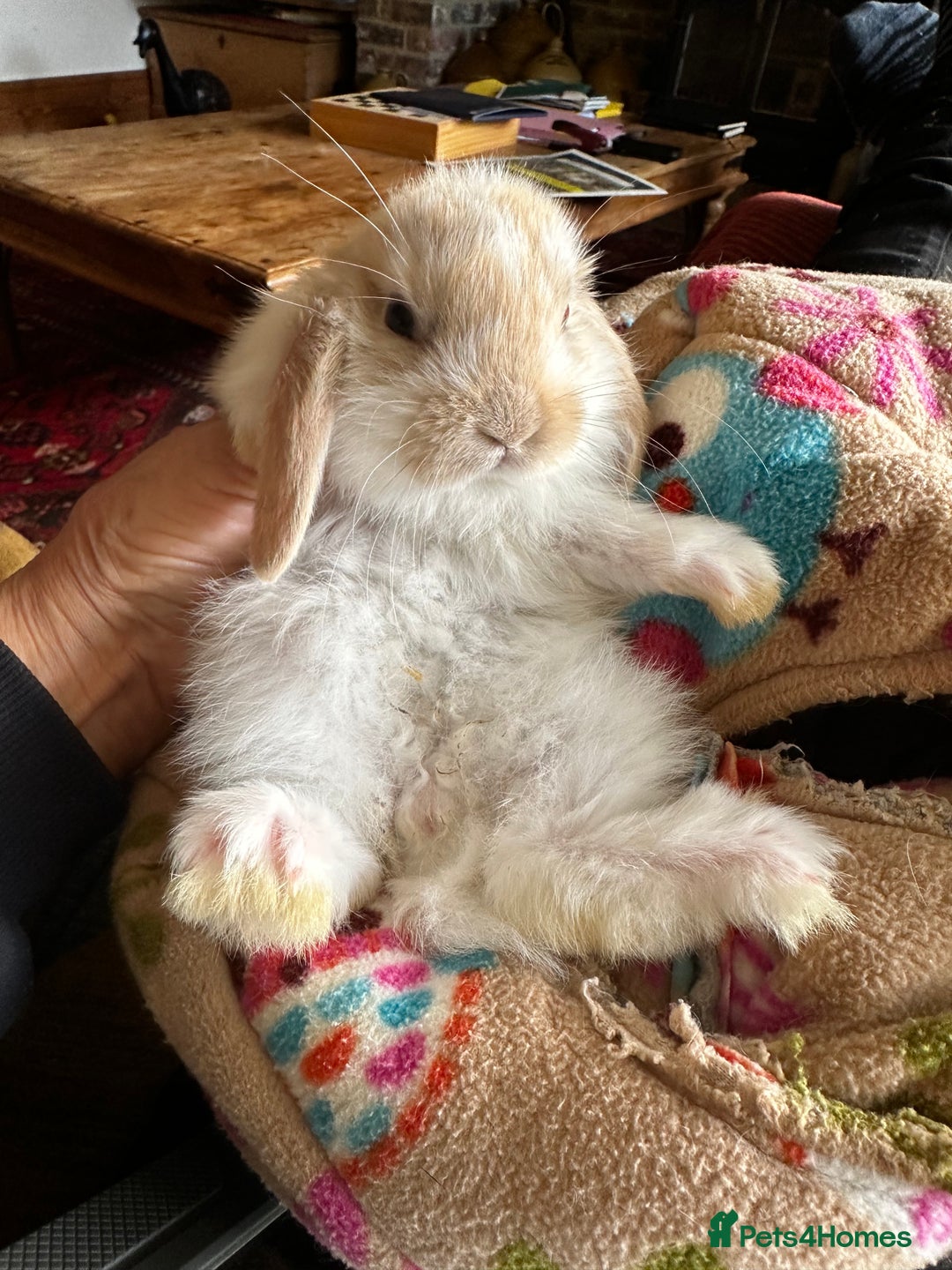 Mini Lop rabbits for sale: Mini lop baby bunnies, show parents - Image 2