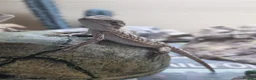 Bearded Dragon reptiles for sale: Baby bearded dragons in Hitchin - Advert 7
