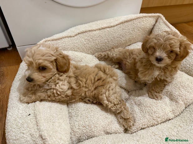 Maltipoo dogs - Advert 3