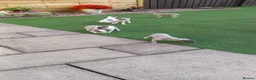 Whippet dogs for sale: KC Registered Whippet Puppies – Home Reared, - Advert 4