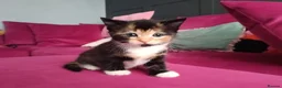 Mixed Breed cats for sale: 4 Beautiful cheeky kittens  - Advert 15