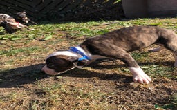 Mixed Breed dogs for sale: 3 BOYS LEFT - American Staffordshire bull terriers - Image 6