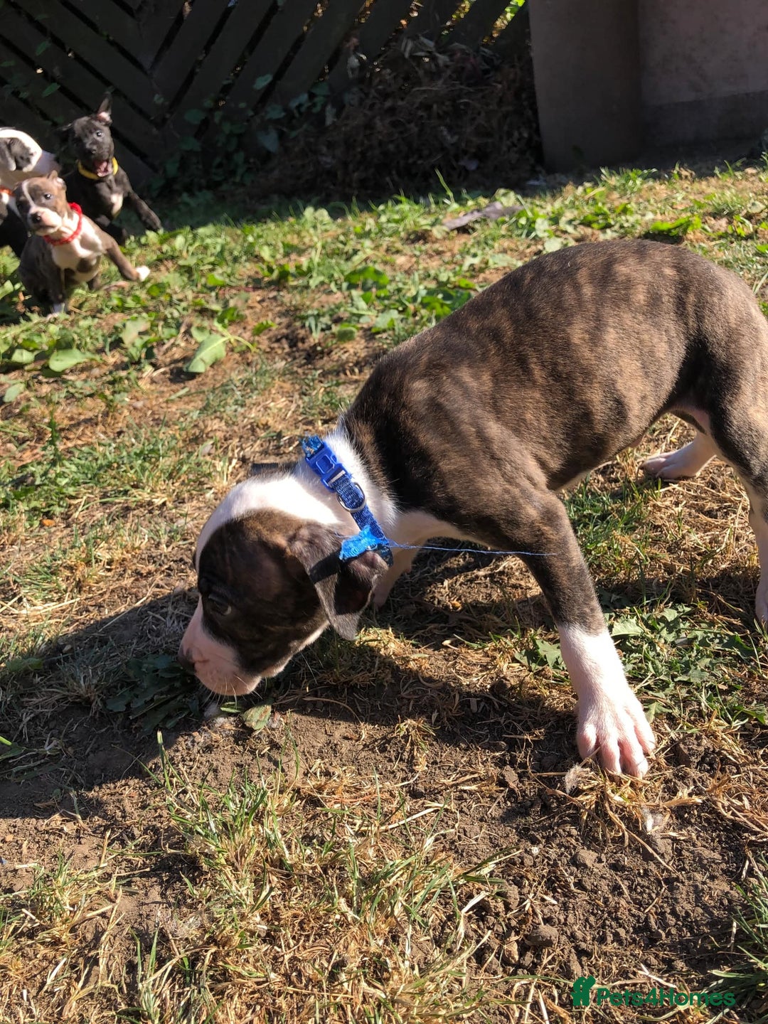 Mixed Breed dogs for sale: 3 BOYS LEFT - American Staffordshire bull terriers - Image 6