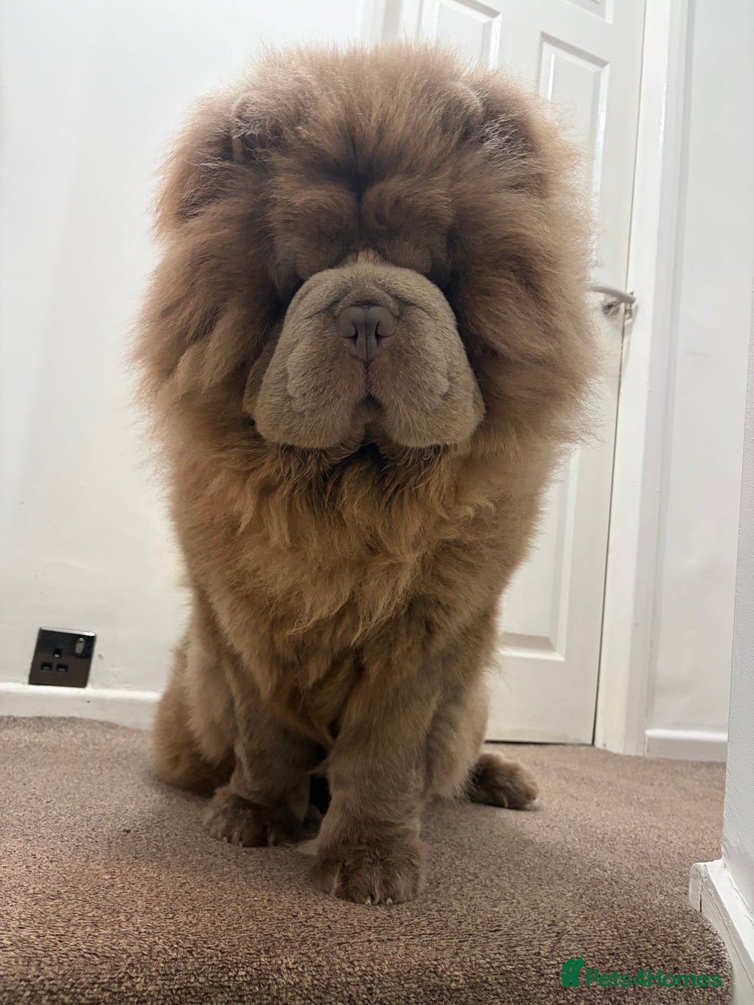 Chow Chow dogs for stud: Rare Lilac Chow Chow for stud 🦁 - Advert 11