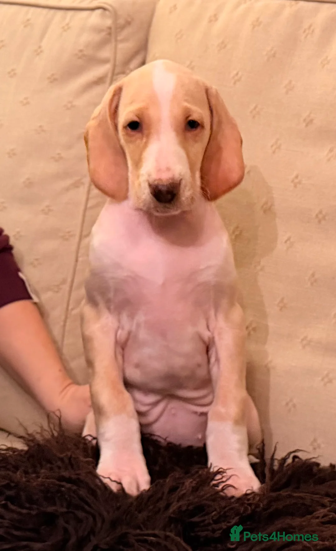 Mixed Breed dogs for sale: Brafghano pups  - Advert 2