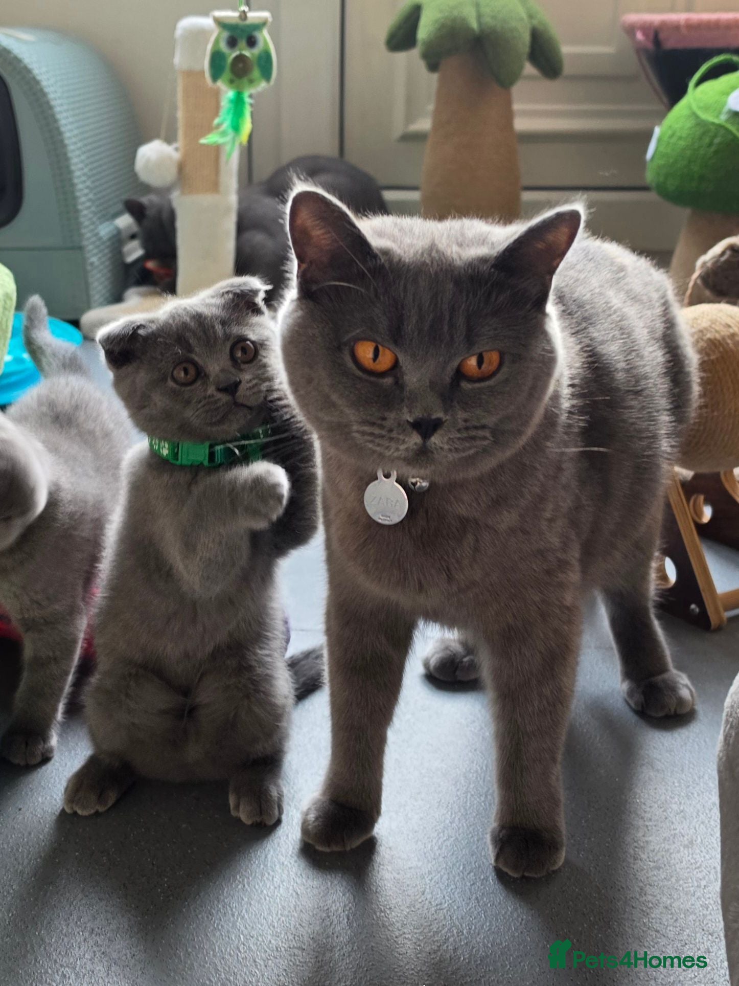 Scottish Fold cats 7 Scottish fold 😍beautiful  healthy kittens - Advert 4