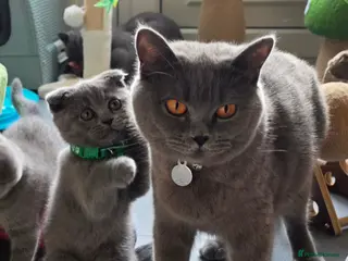 Scottish Fold cats 7 Scottish fold 😍beautiful healthy kittens - Advert 4