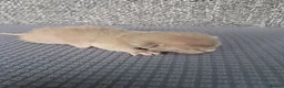 Burmese cats for sale: Pedigree Blue Burmese Kittens - Advert 2