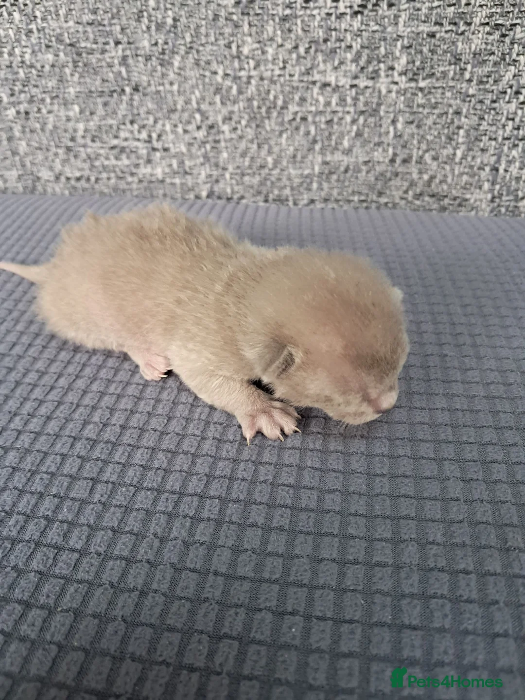 Burmese cats for sale: Pedigree Blue Burmese Kittens - Advert 2