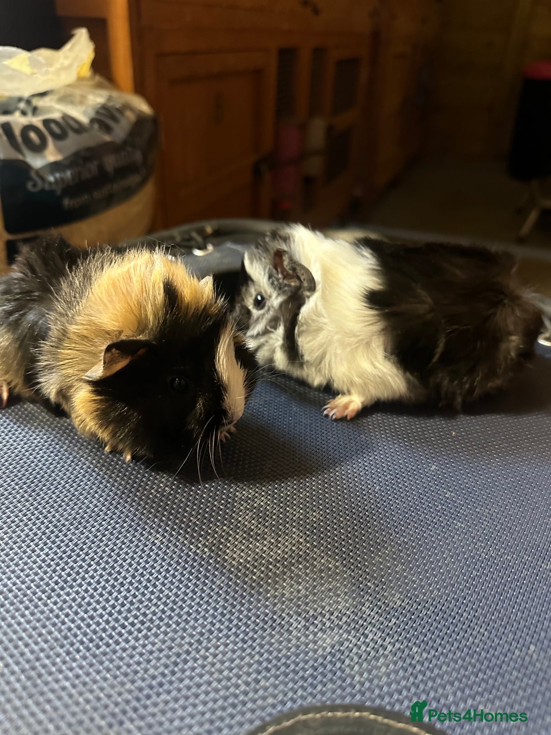 Guinea Pig rodents for sale: 2 Handsome male baby guinea pigs. - Advert 7