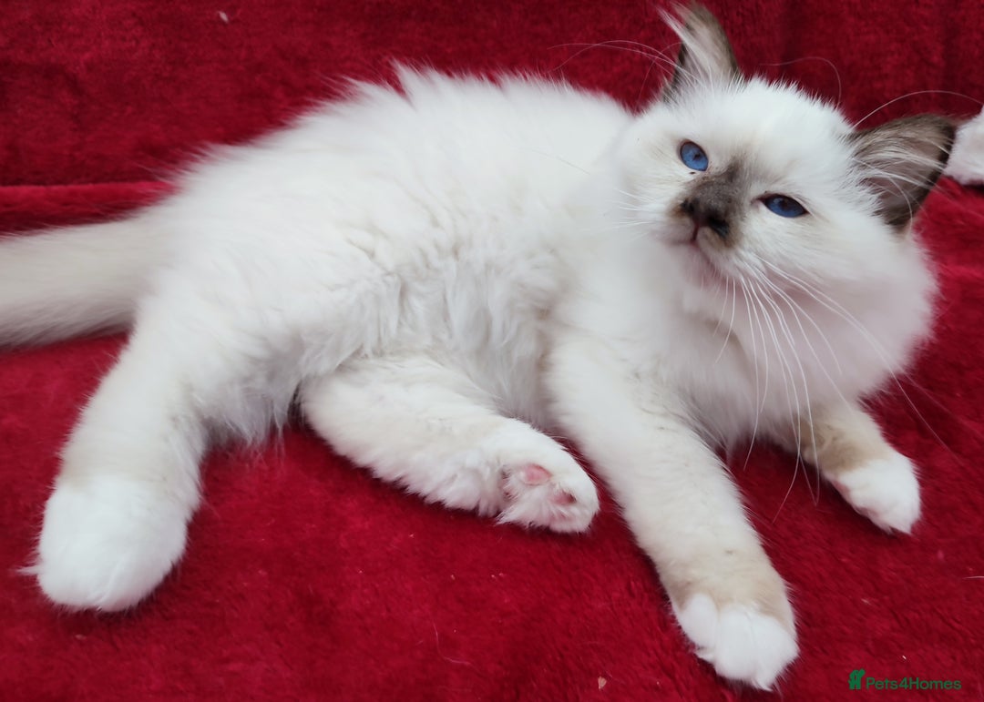 Birman cats for sale: GORGEOUS SEAL PT. FEMALE & CHOCOLATE MALE KITTENS - Image 4