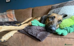 Mixed Breed dogs for adoption: Tony deserves the best forever home - Advert 5