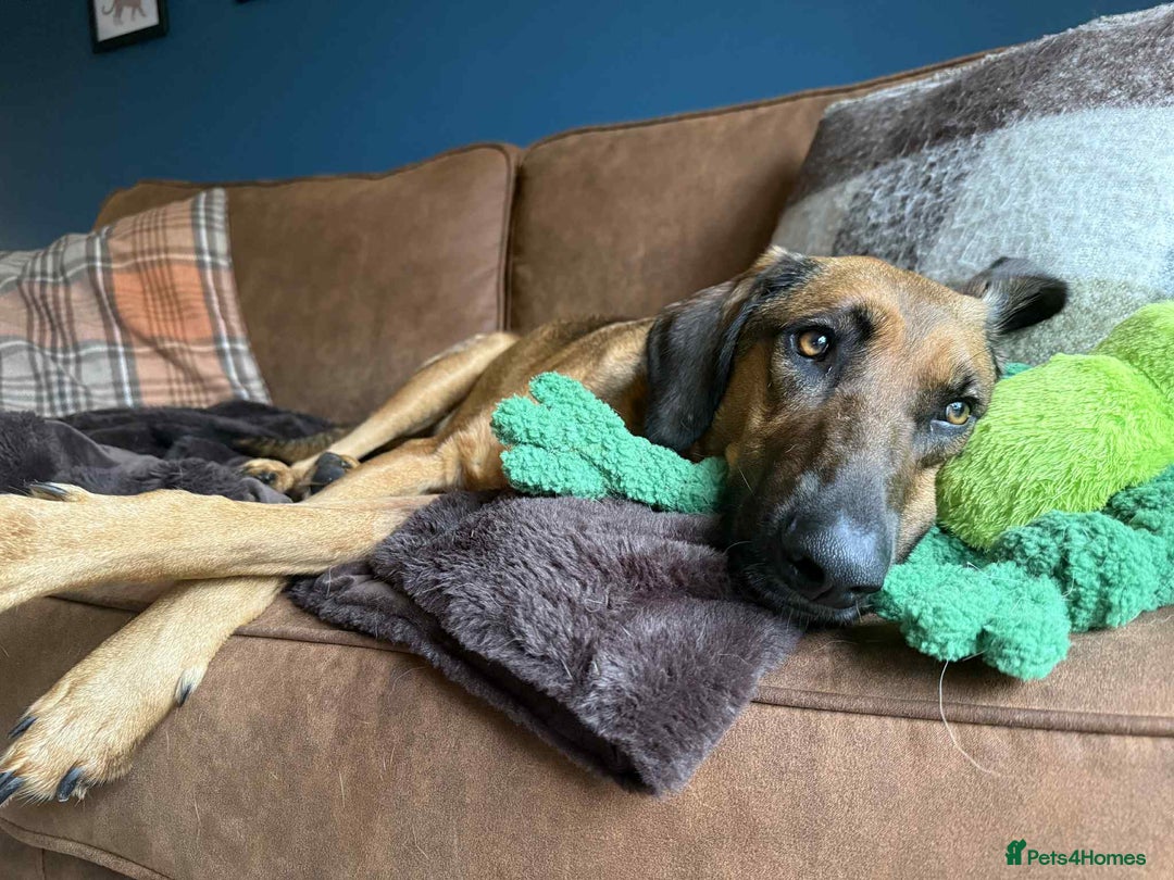 Mixed Breed dogs for adoption: Tony deserves the best forever home - Advert 5