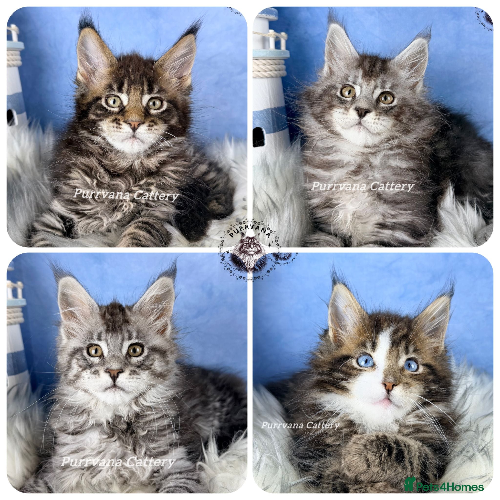 Maine Coon cats TICA registered adorable Maine coon kittens - Advert 1