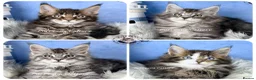 Maine Coon cats for sale: TICA registered adorable Maine coon kittens - Advert 1