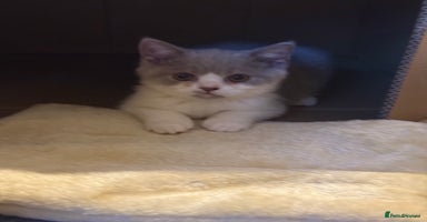 British Shorthair cats - Advert 2