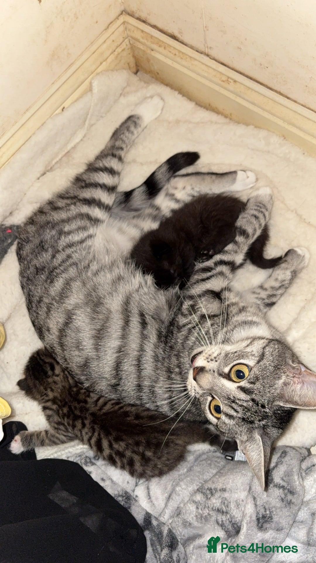 Domestic Shorthair cats for sale: 2 beautiful kittens for sale  - Image 7