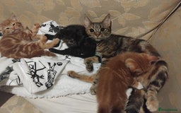 Mixed Breed cats for sale: 3 adorable 6 week old kittens. - Image 13