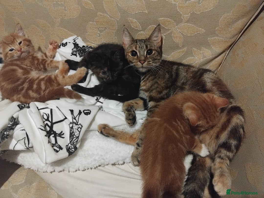 Mixed Breed cats for sale: 3 adorable 6 week old kittens. - Image 13