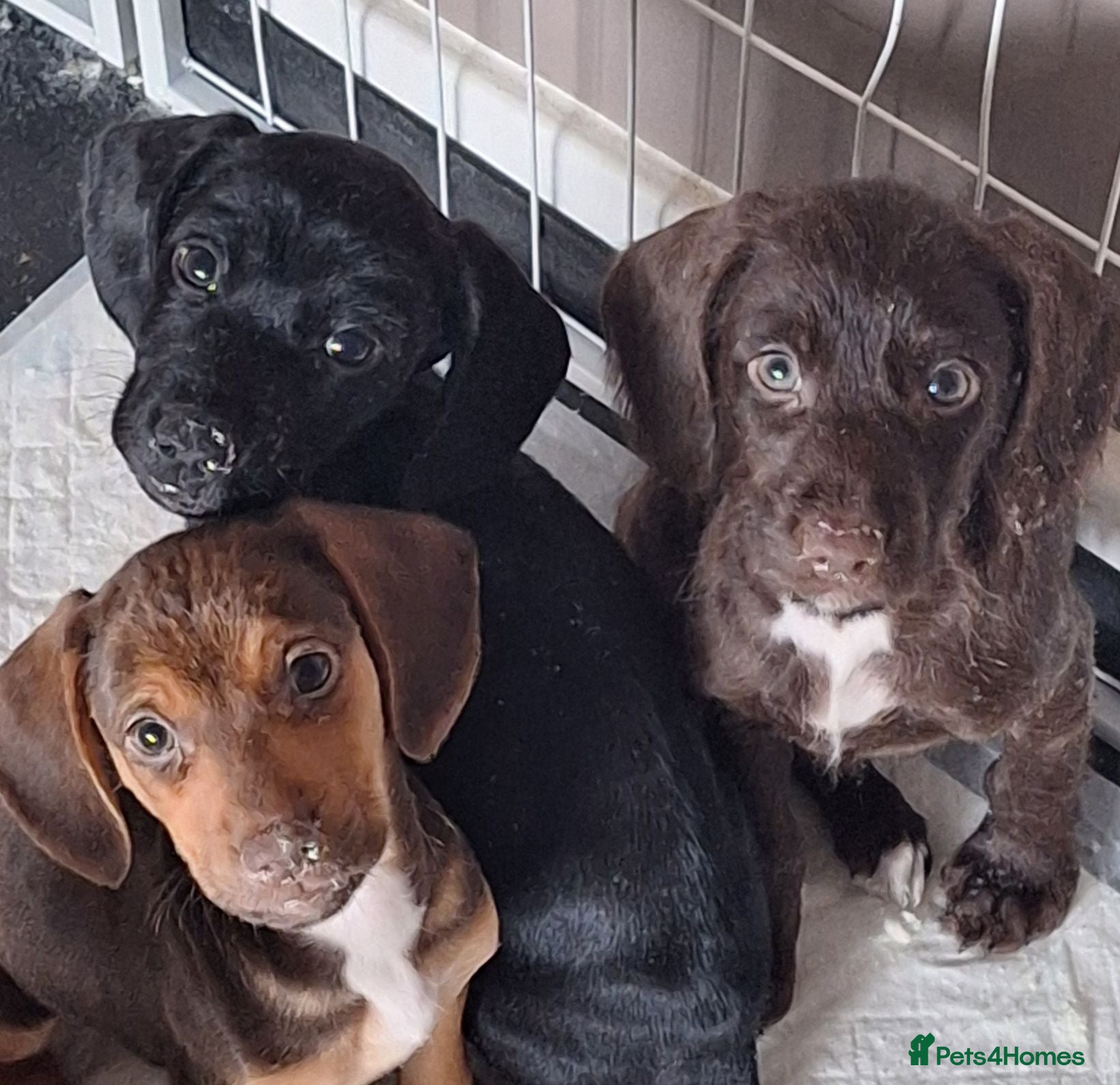 Mixed Breed dogs Cocker-Terripoo(cockerpoo)READY NOW!! - Advert 11