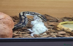 Python Snake reptiles for sale: Female ball python with full set up  - Image 1