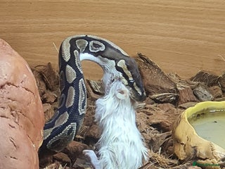 Python Snake reptiles - Advert 17