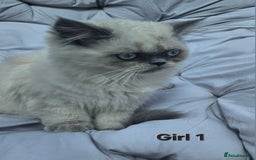 Persian cats for sale: PERSIAN HIMALAYAN Kittens for Sale!   - Image 16