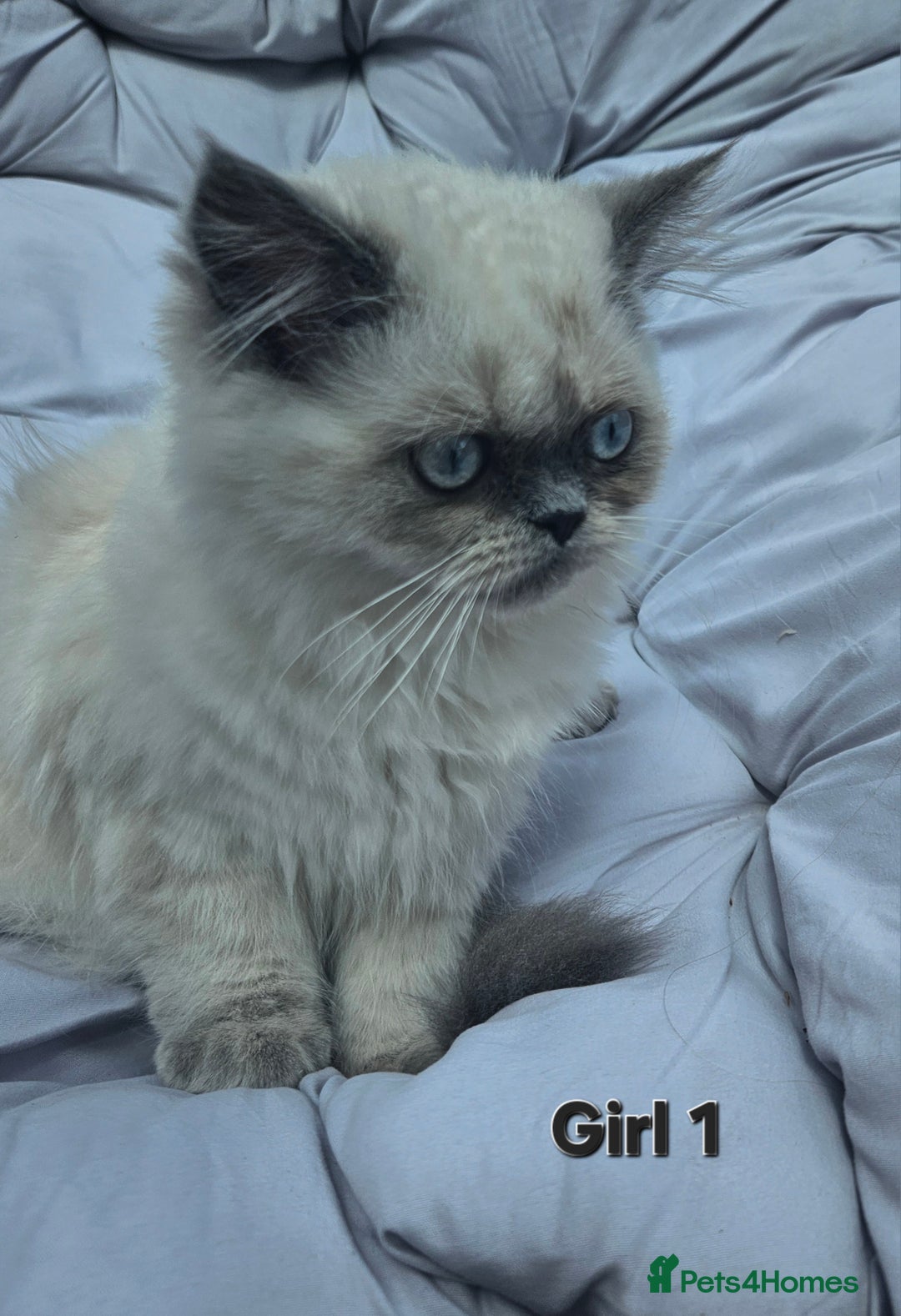 Persian cats for sale: PERSIAN HIMALAYAN Kittens for Sale!   - Image 16