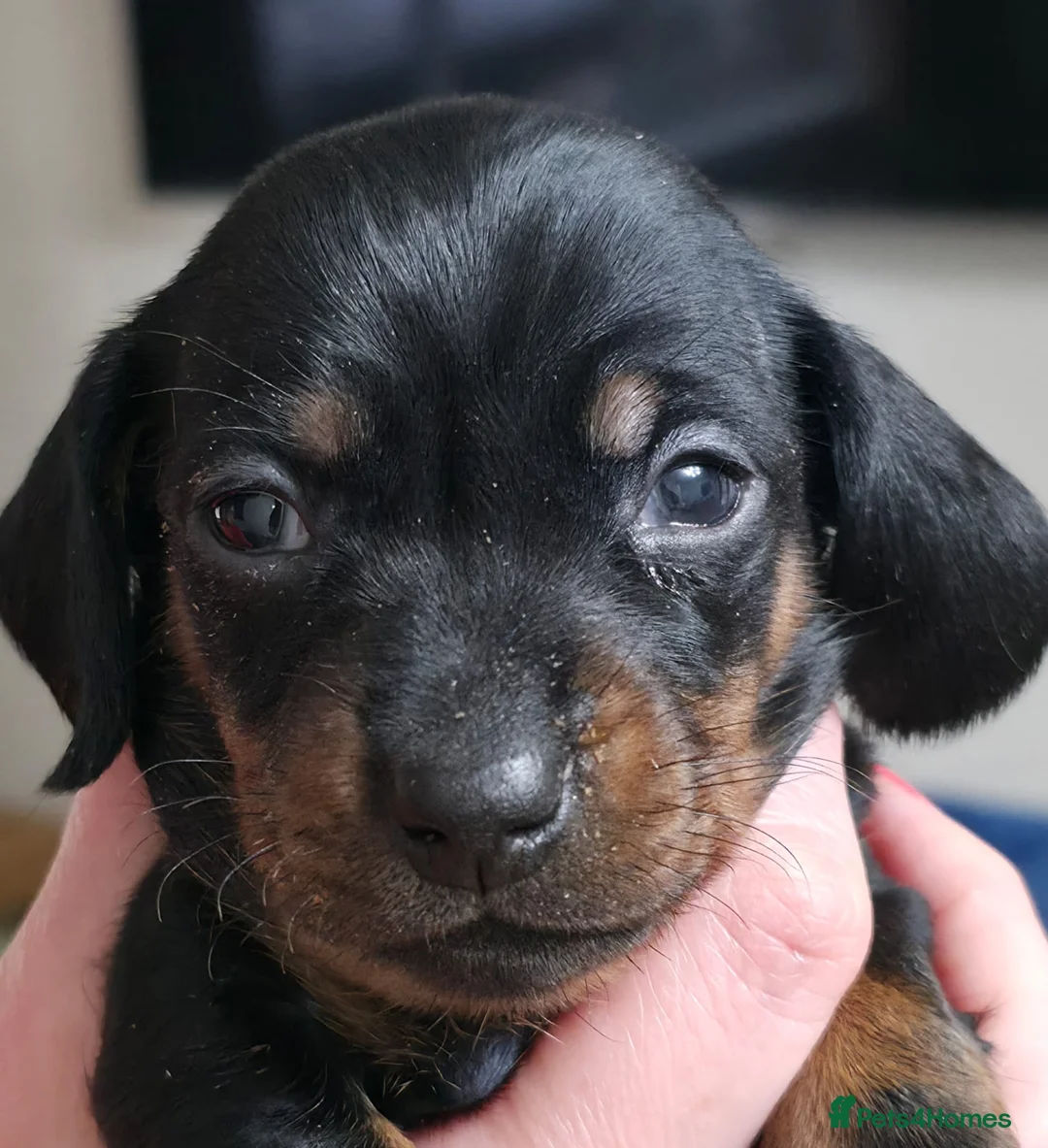 Dachshund dogs for sale: Beautiful litter of smooth mini dachshunds - Advert 1