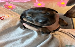 Miniature Dachshund dogs for sale: Miniature dachshund merle - Advert 10