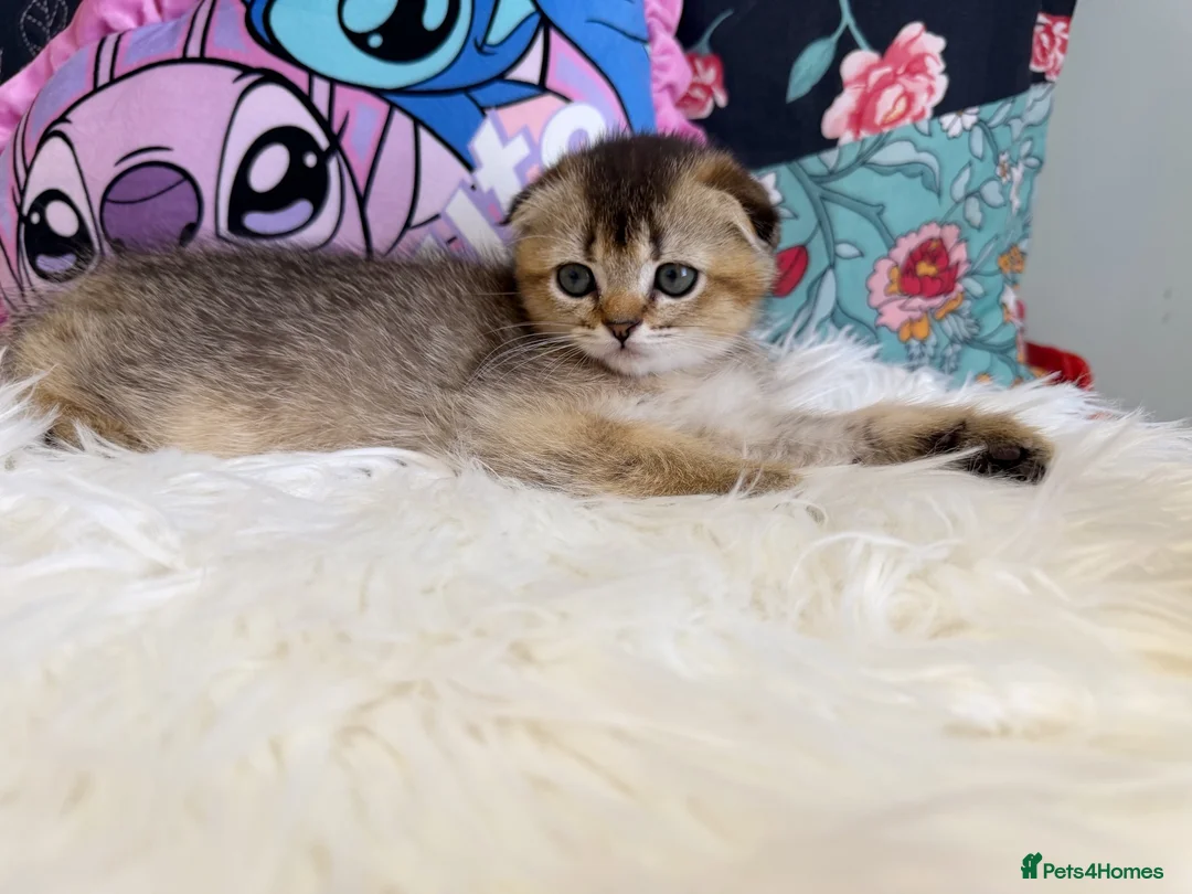 Scottish Fold cats for sale: 🐾 Stunning Scottish kitties 🐾 - Advert 1