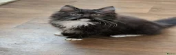 Ragdoll cats for sale: Gorgeous Fluffy Tuxedo Ragdoll Boy  - Advert 7