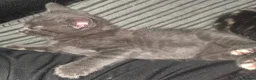 Mixed Breed cats for sale: 6 kittens for sale in Stourbridge - Advert 2