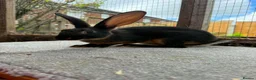 Belgian Hares rabbits for sale: Baby hares looking for new postcodes - Advert 8