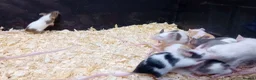 Mouse rodents for sale: Baby Fancy Mice Females  - Advert 11