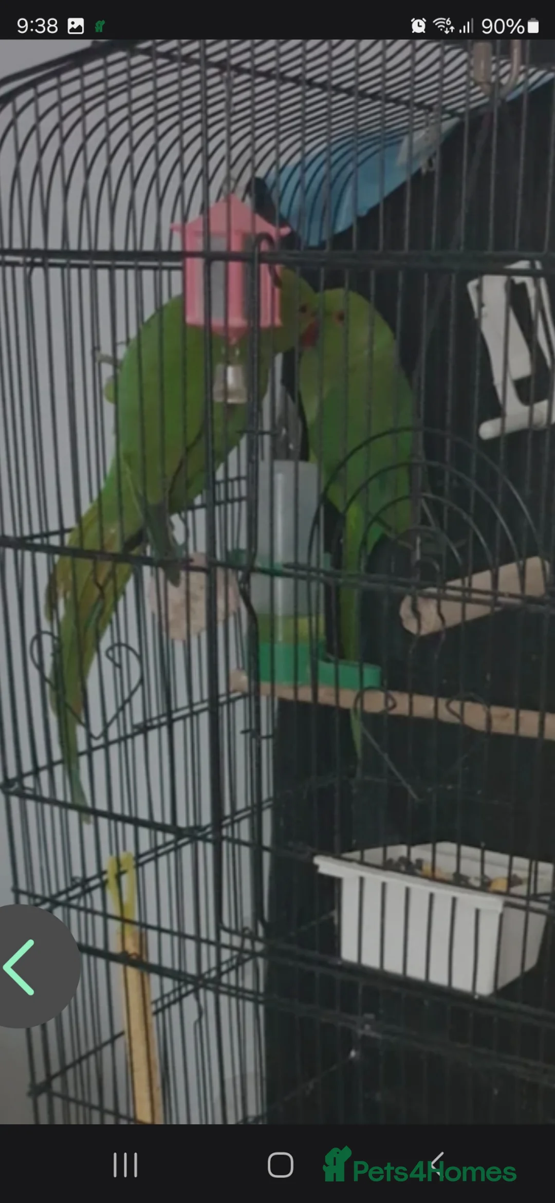 Ringnecks birds for sale: Indian ring nack parrot  in Edgware - Advert 3