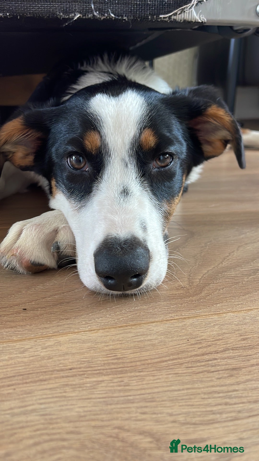 Mixed Breed dogs Border Collie x Aussie girl, 6 months, clever - Advert 1