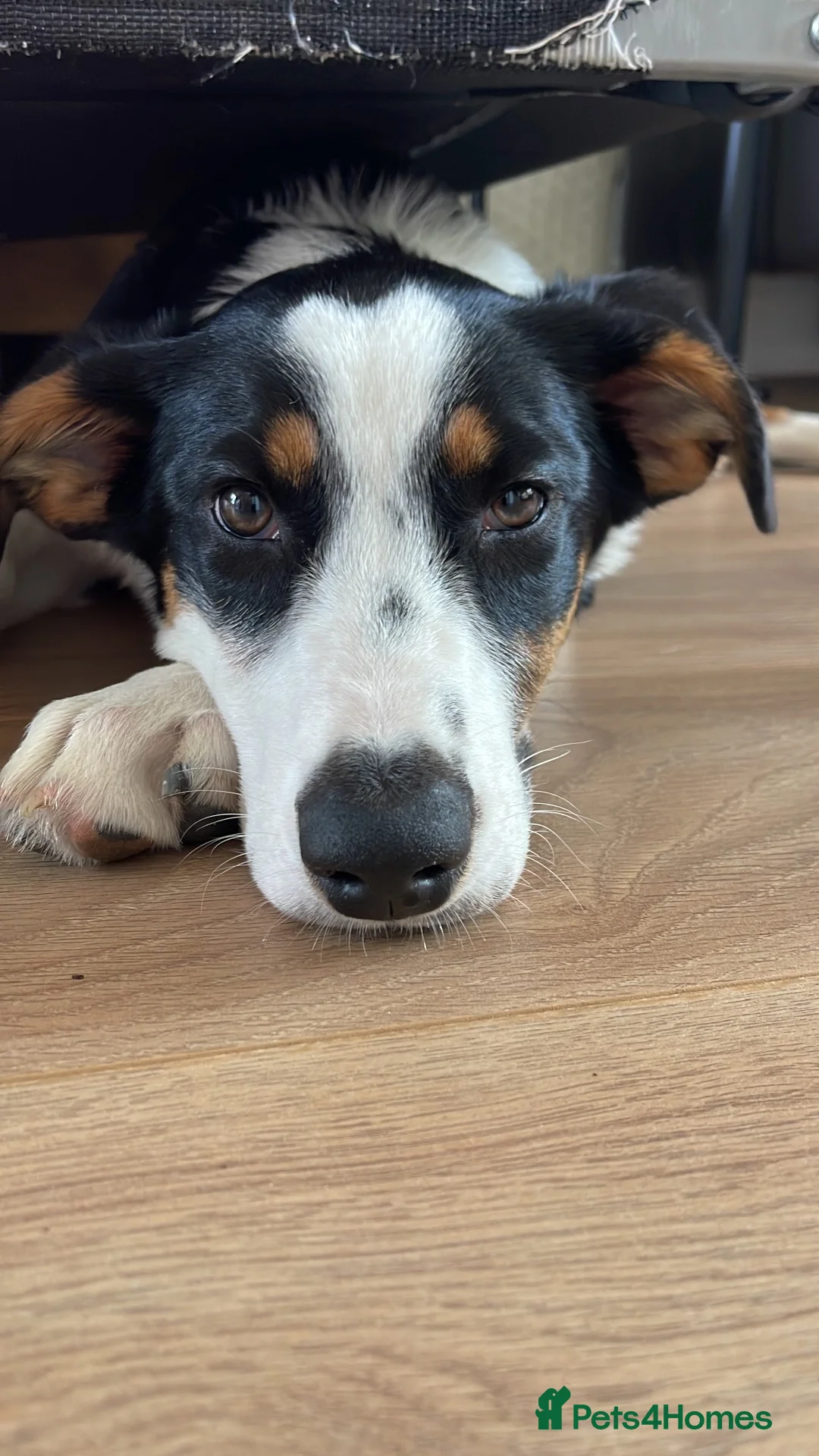 Mixed Breed dogs for sale: Border Collie x Aussie girl, 6 months, clever in Leigh-on-Sea - Advert 1